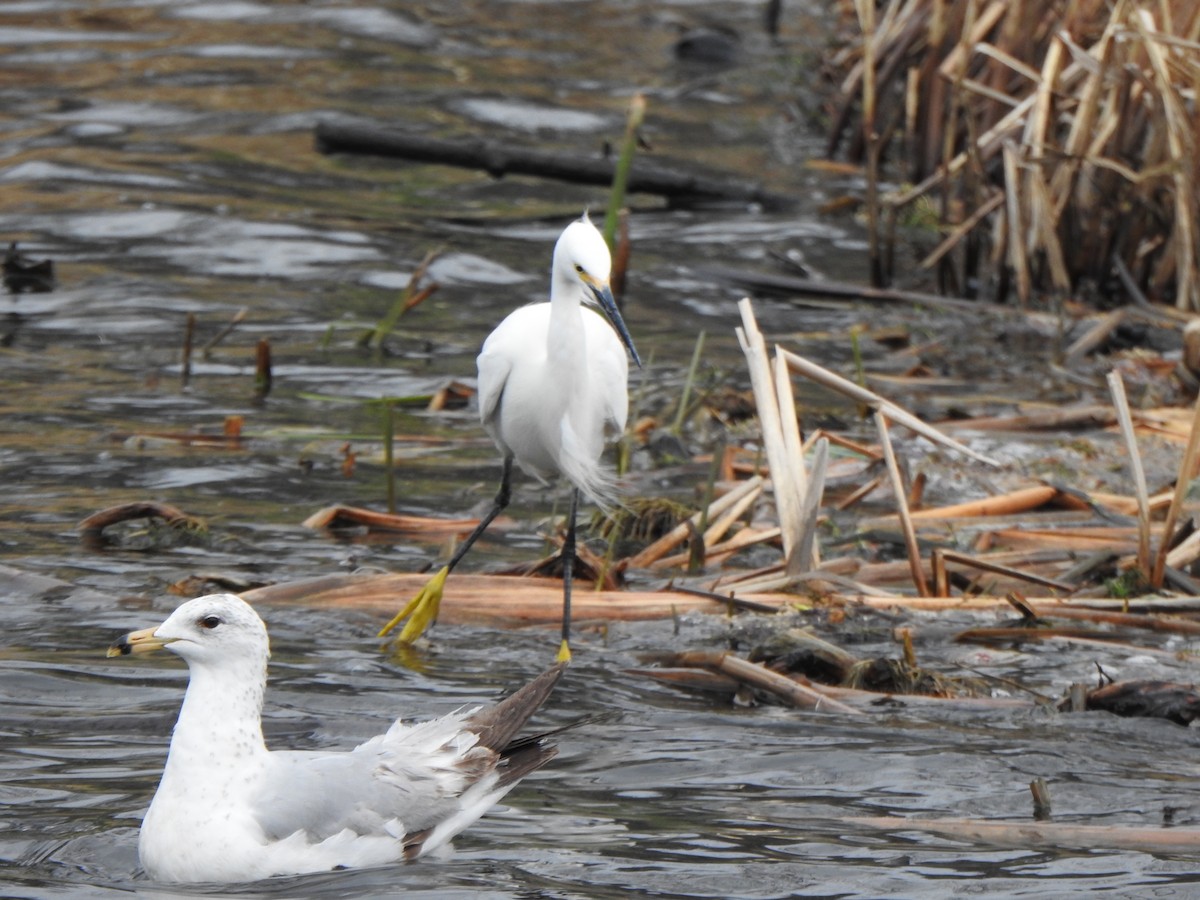 Snowy Egret - ML445991111