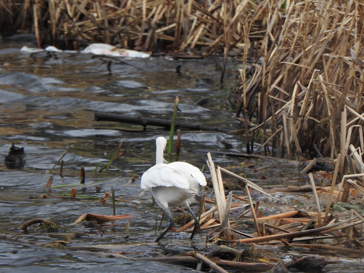 Snowy Egret - ML445991221