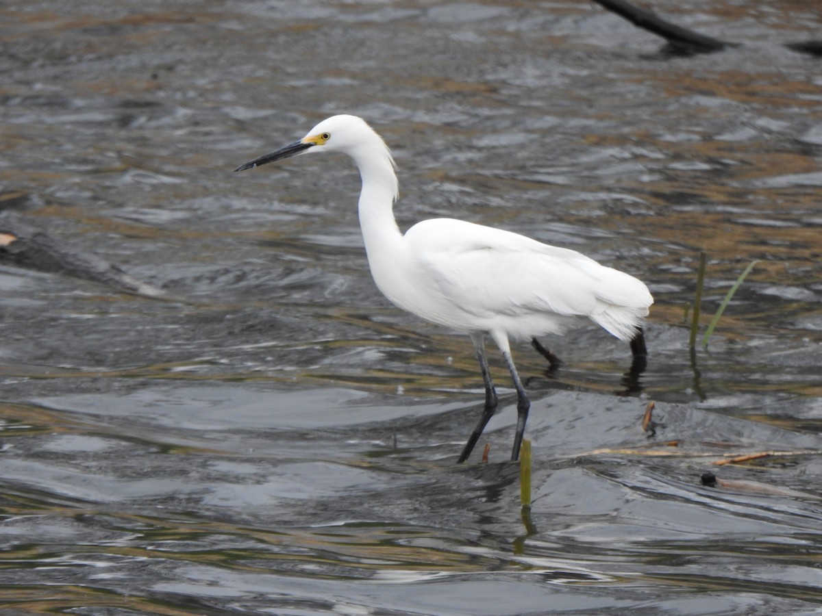 Snowy Egret - ML445991241