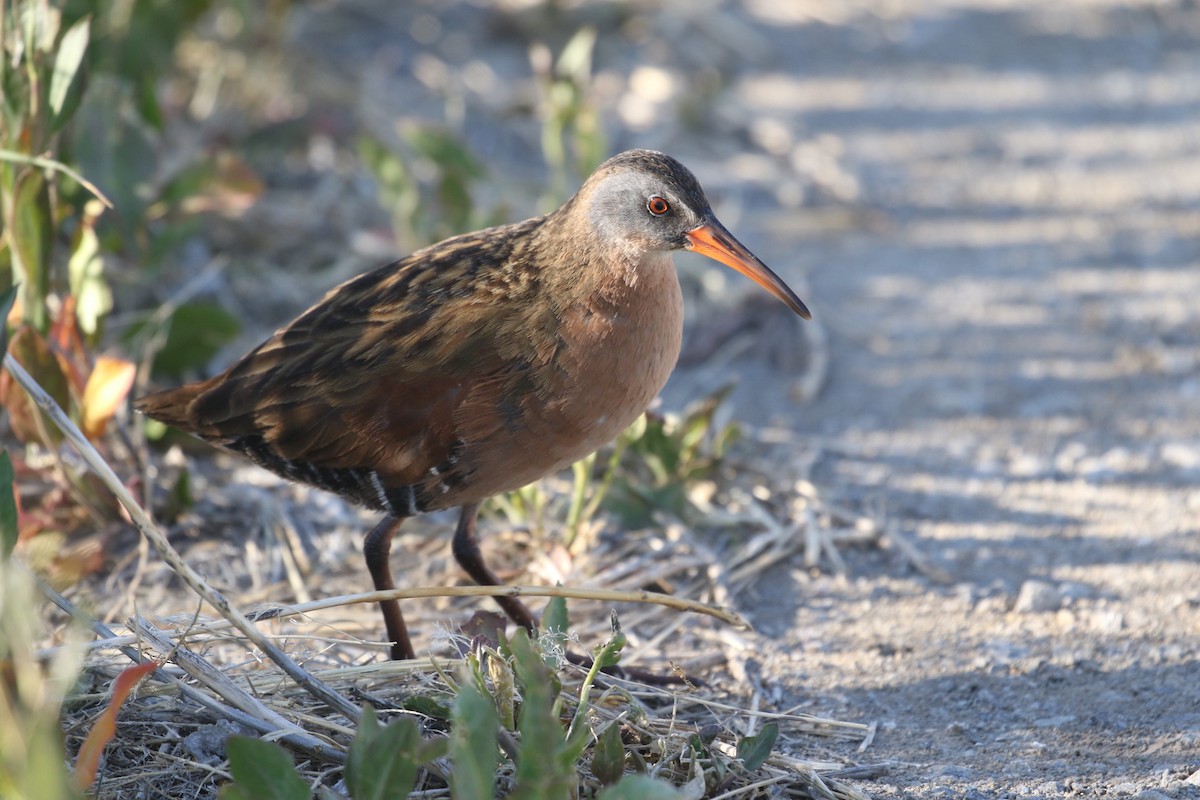 Virginia Rail - ML445993831