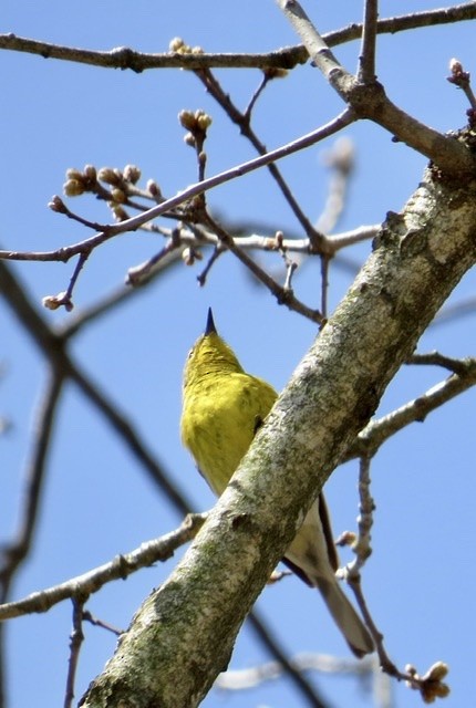 Pine Warbler - ML445994341