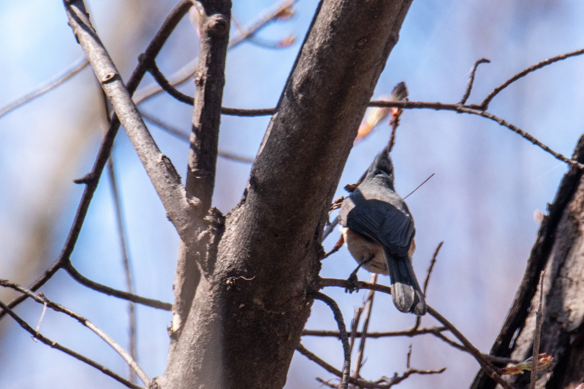 Tufted Titmouse - ML445995451