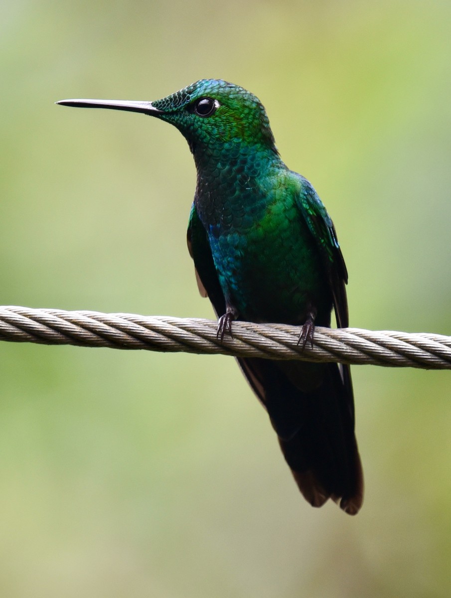 Green-crowned Brilliant - Barbara Maytom