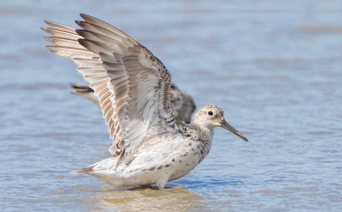 Great Knot - Mark Chappell