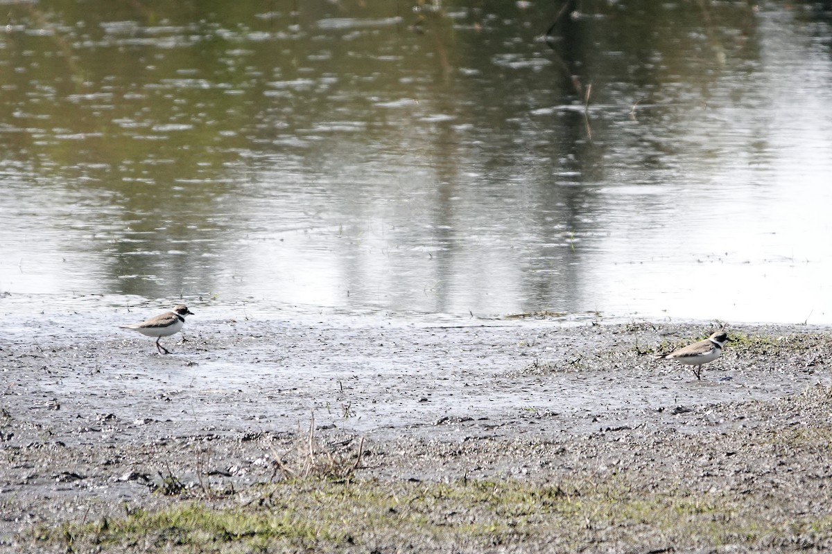 Semipalmated Plover - ML445997011