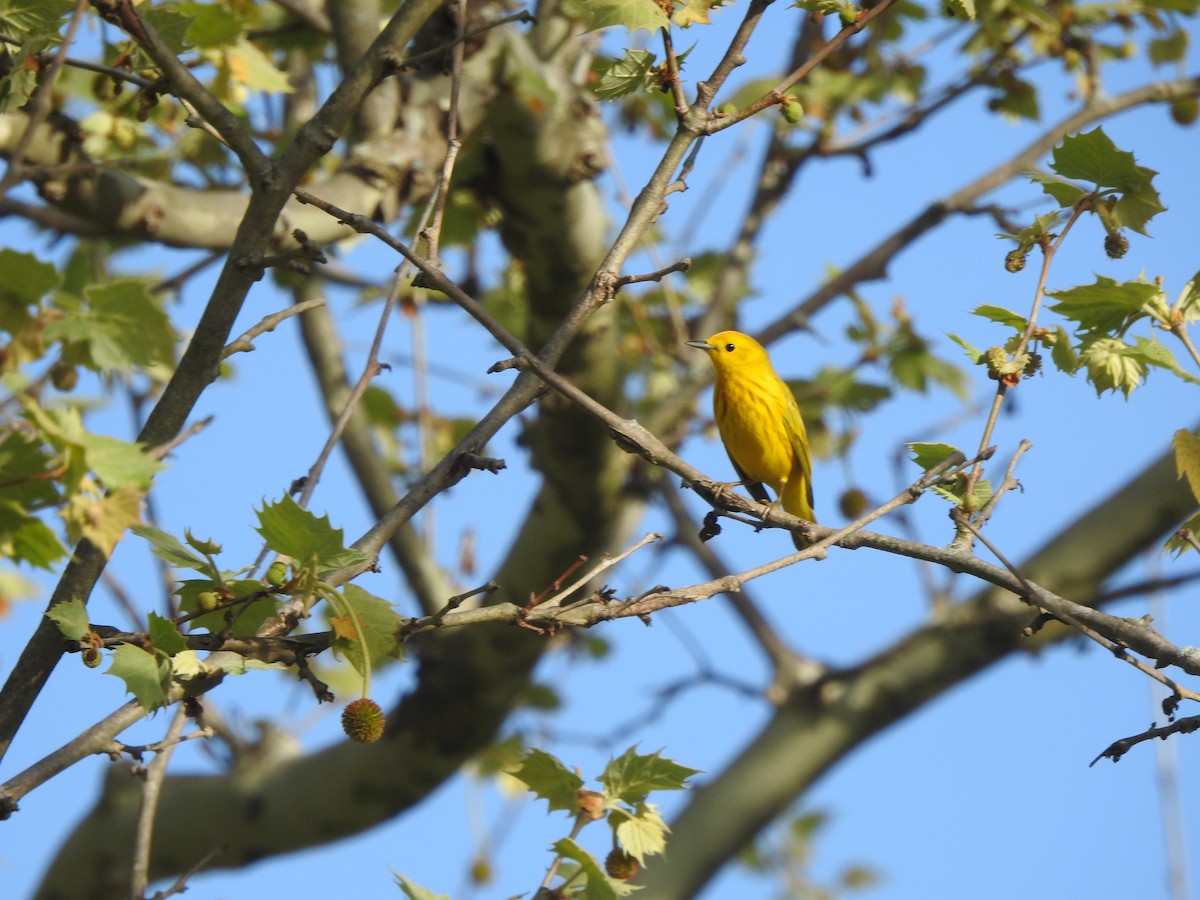 Yellow Warbler (Northern) - Bill Stanley