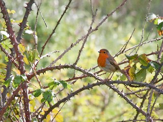 Adult - European Robin