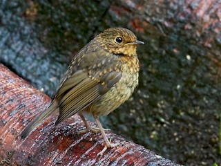 Juvenile - European Robin