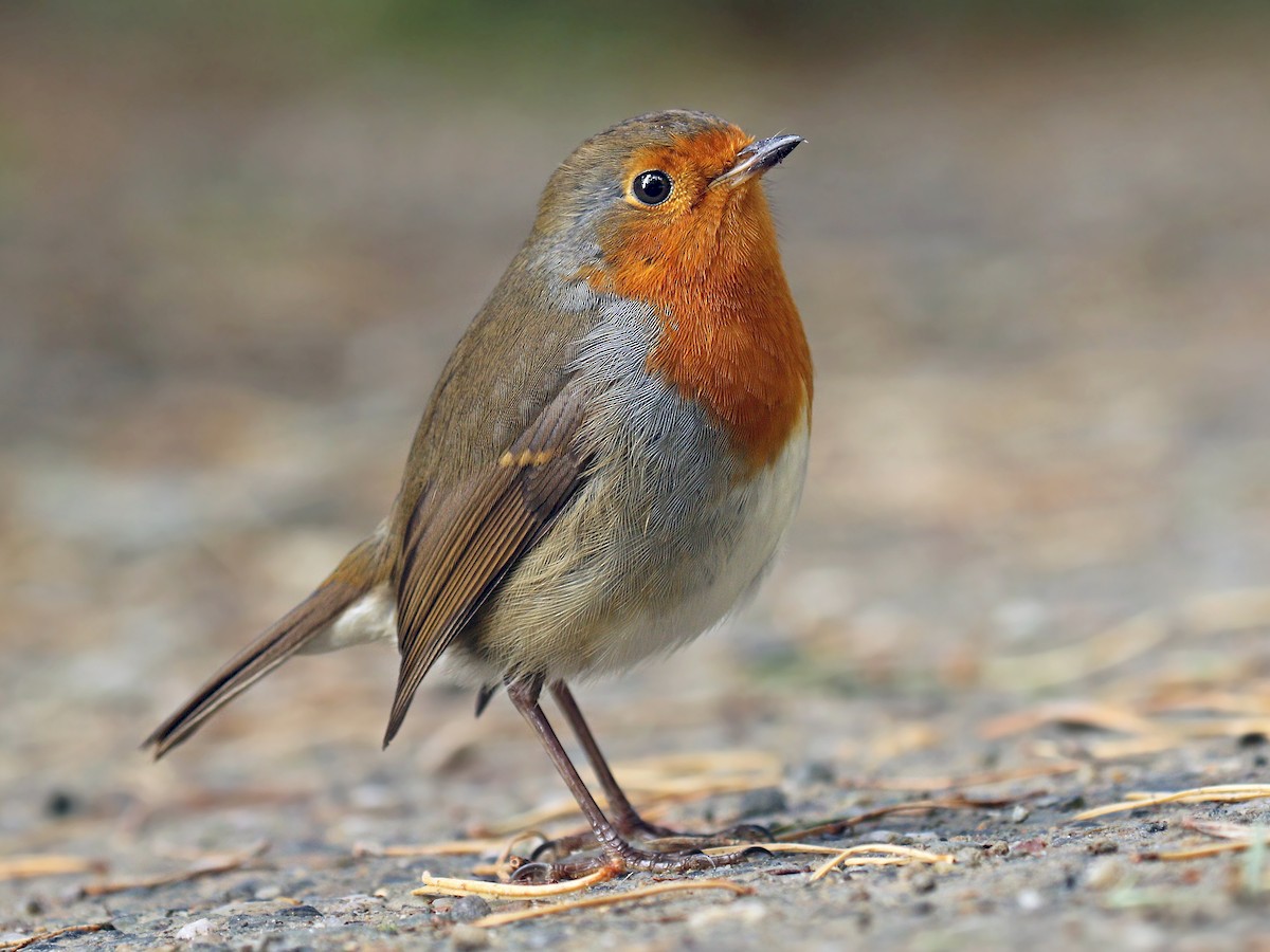 Adult