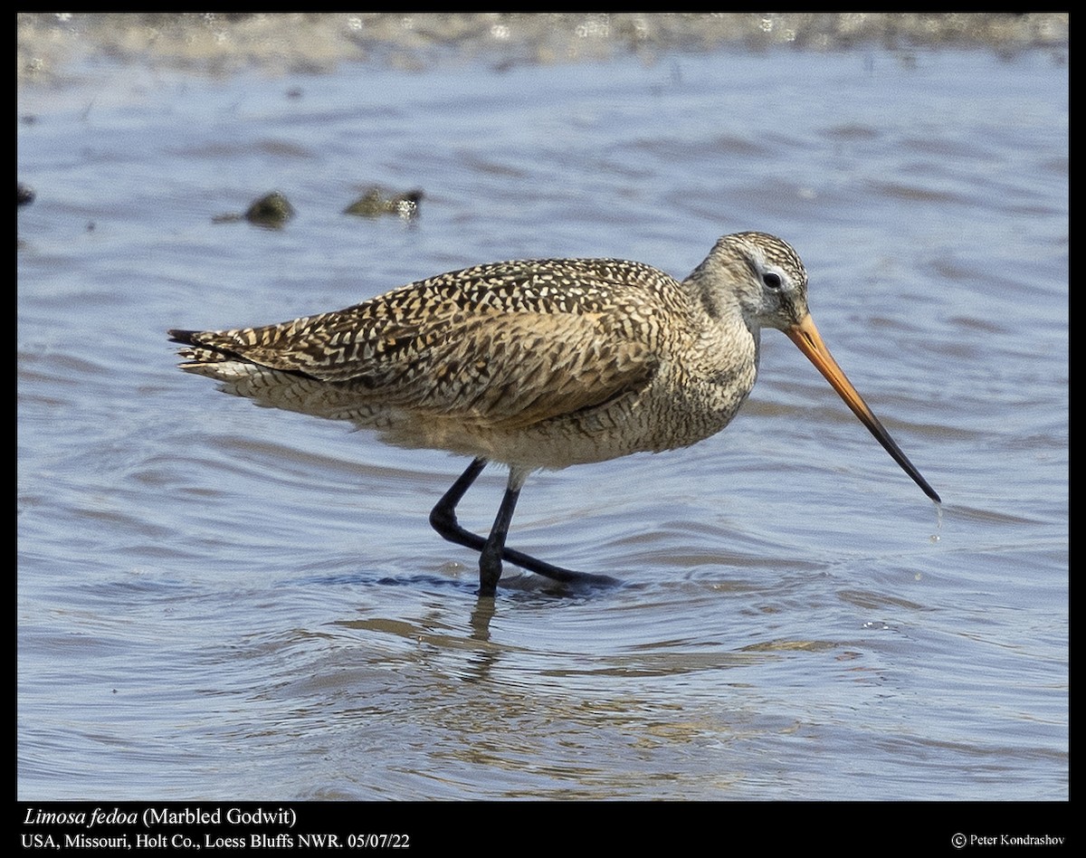 Marbled Godwit - Peter Kondrashov