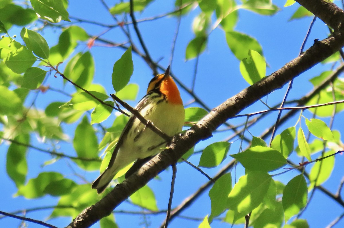 Blackburnian Warbler - ML445999401