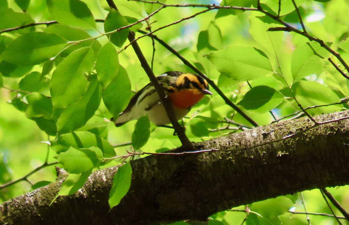 Blackburnian Warbler - ML445999411