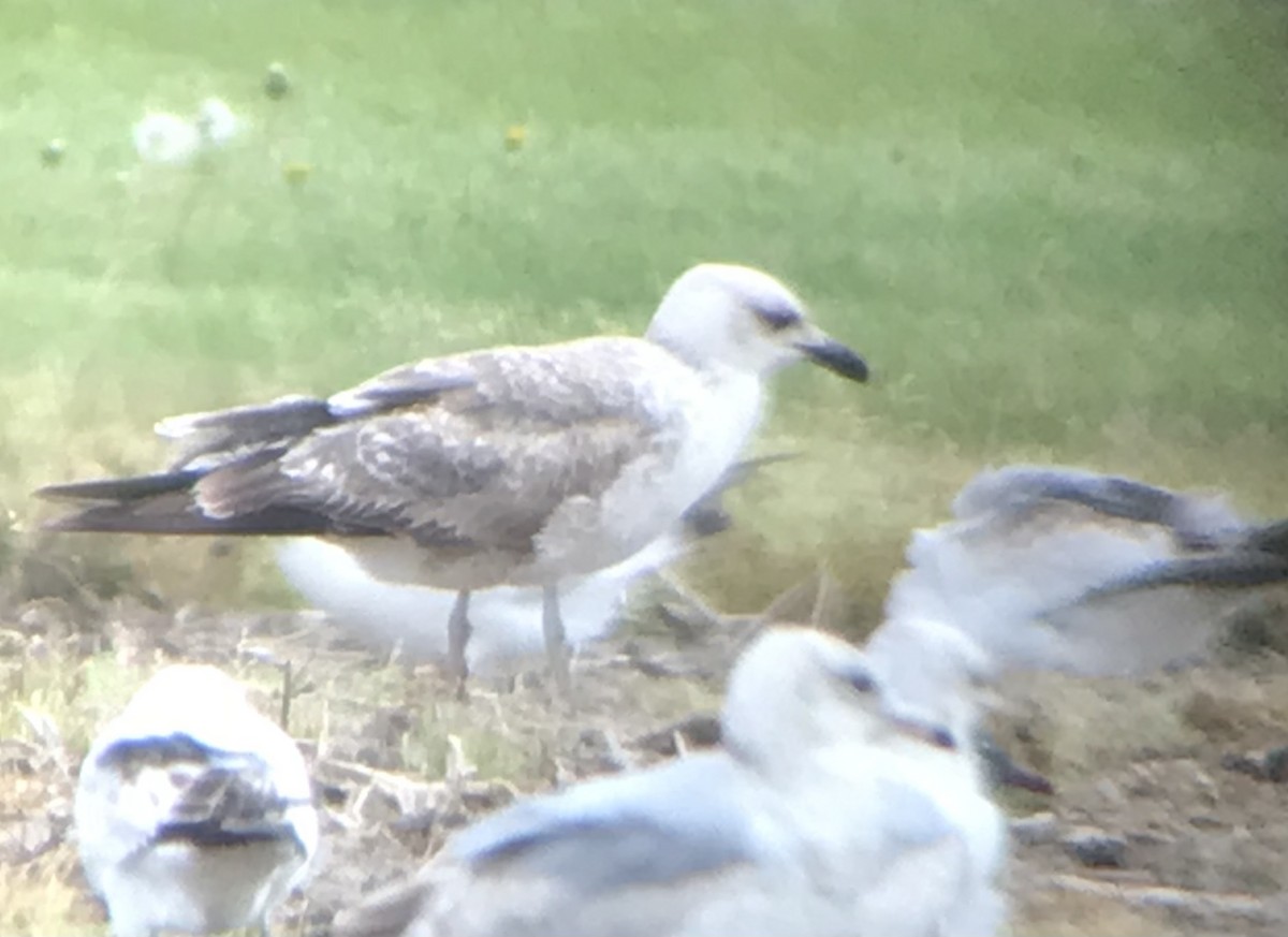 Lesser Black-backed Gull - ML446001921