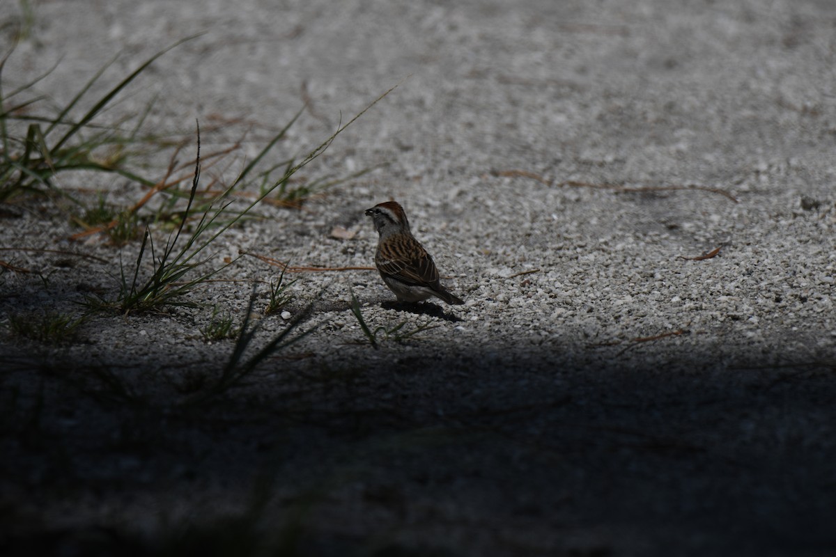 Chipping Sparrow - ML446002921