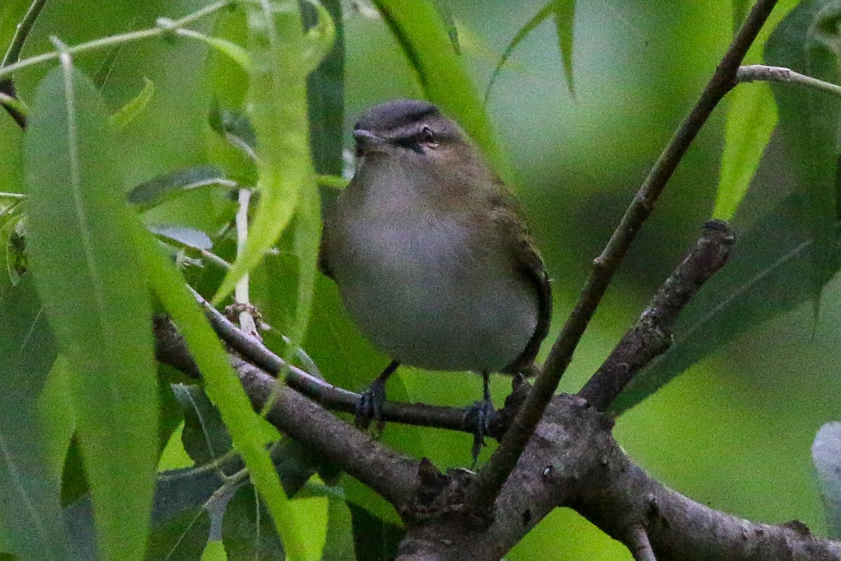 Vireo Ojirrojo - ML446004891