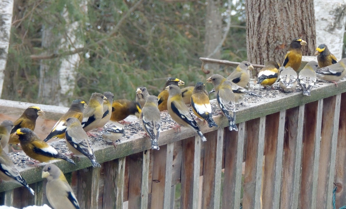 Evening Grosbeak - Anne Burnette