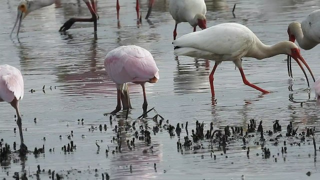 Roseate Spoonbill - ML446005791