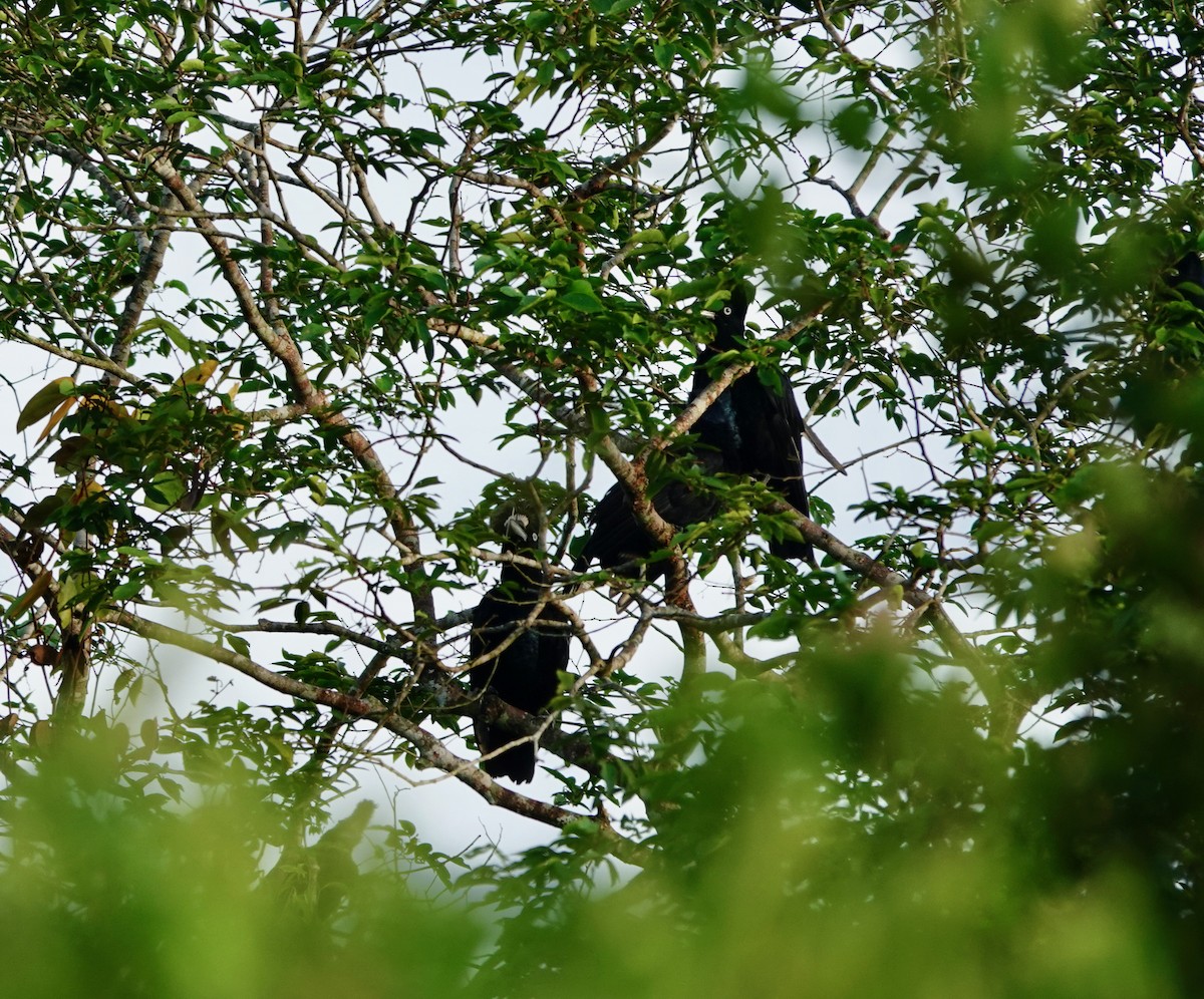 Amazonian Umbrellabird - ML446005821