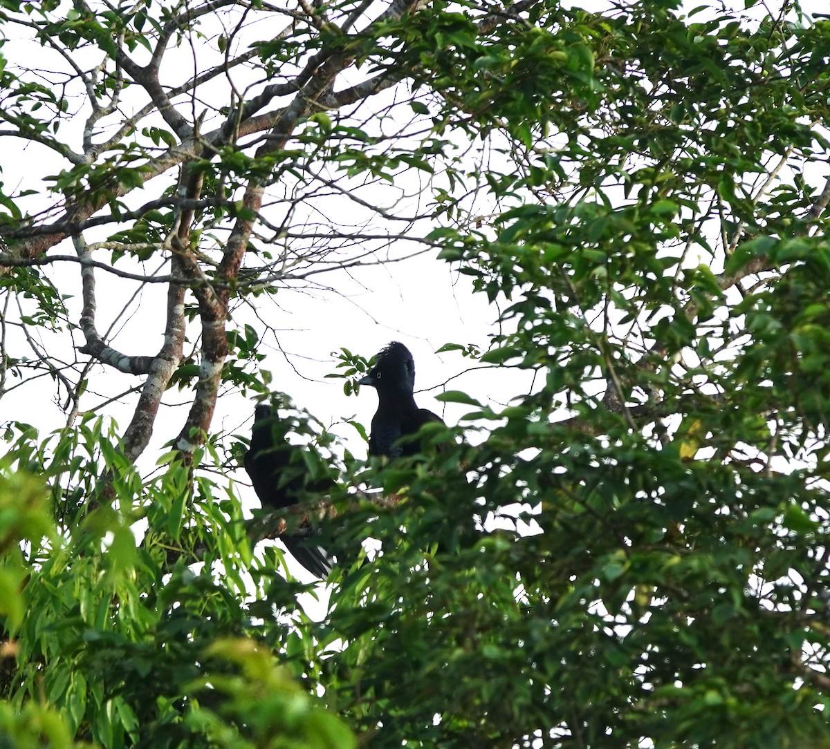Amazonian Umbrellabird - ML446006201
