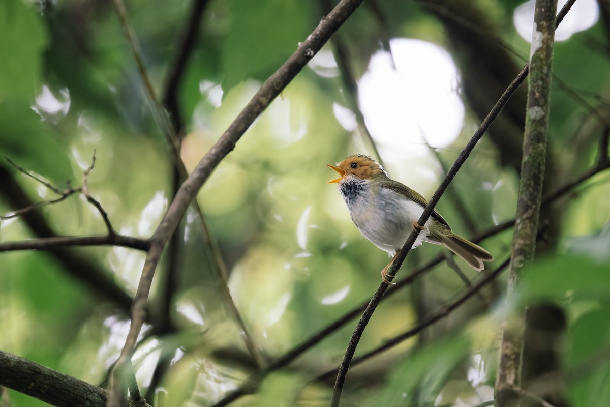 Rufous-faced Warbler - Liang-Hsien 亮賢 Chiang 江