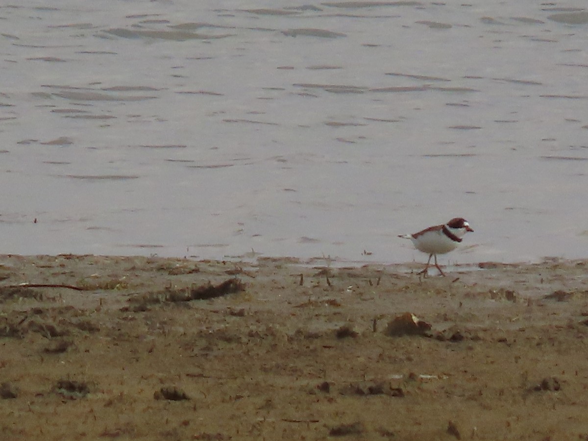 Semipalmated Plover - ML446007911
