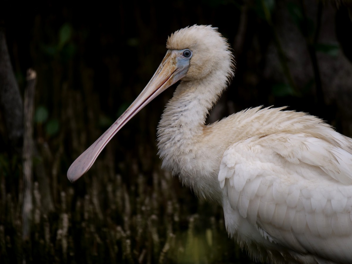 Yellow-billed Spoonbill - Jenny Stiles