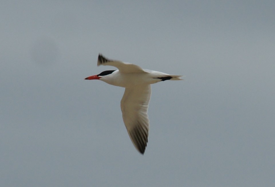 Caspian Tern - ML446009861