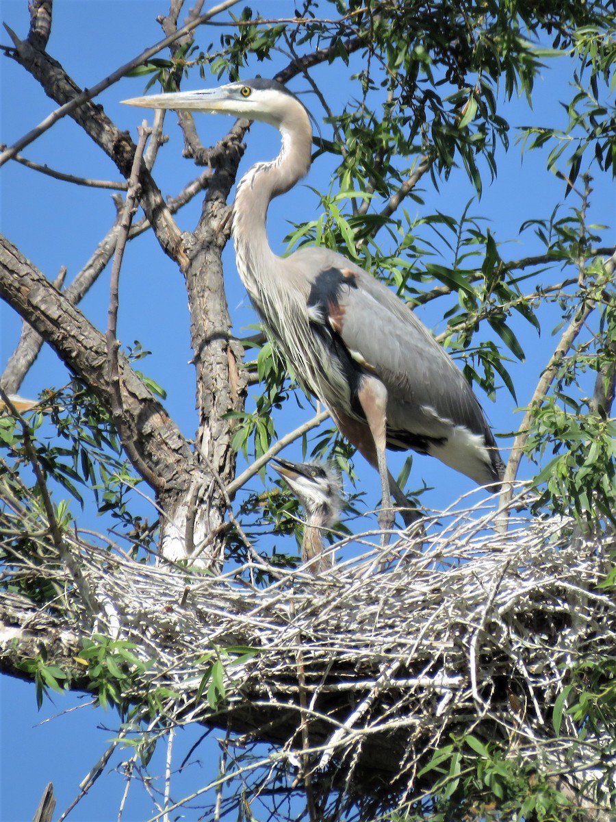 Great Blue Heron - ML446010121