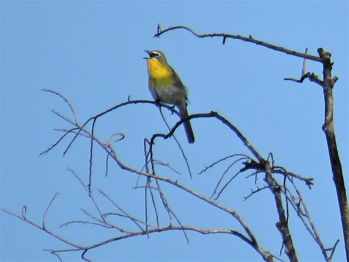 Yellow-breasted Chat - ML446010601