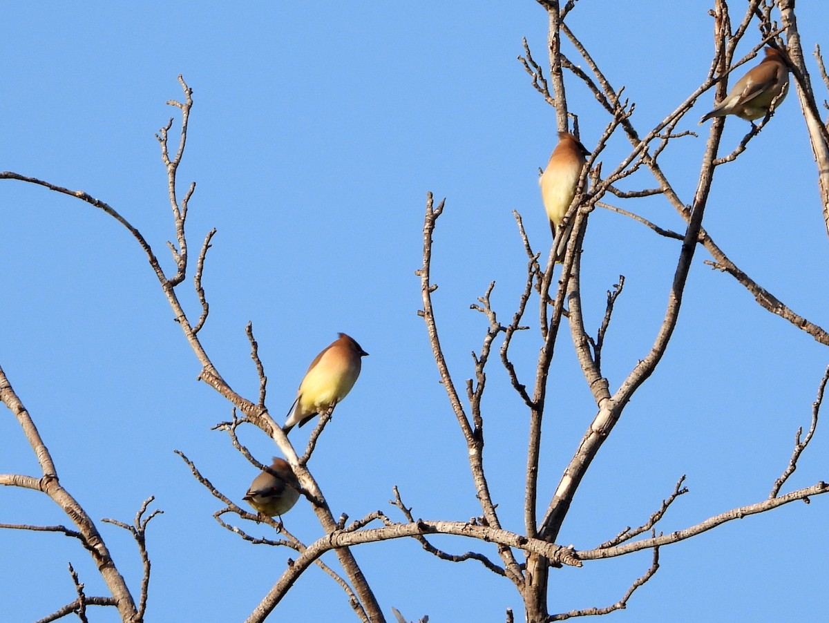 Cedar Waxwing - ML446010851