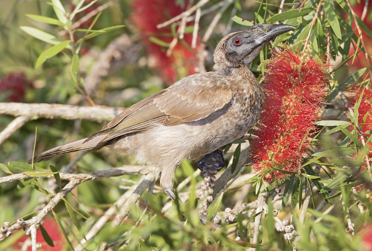 Helmeted Friarbird - ML446011211