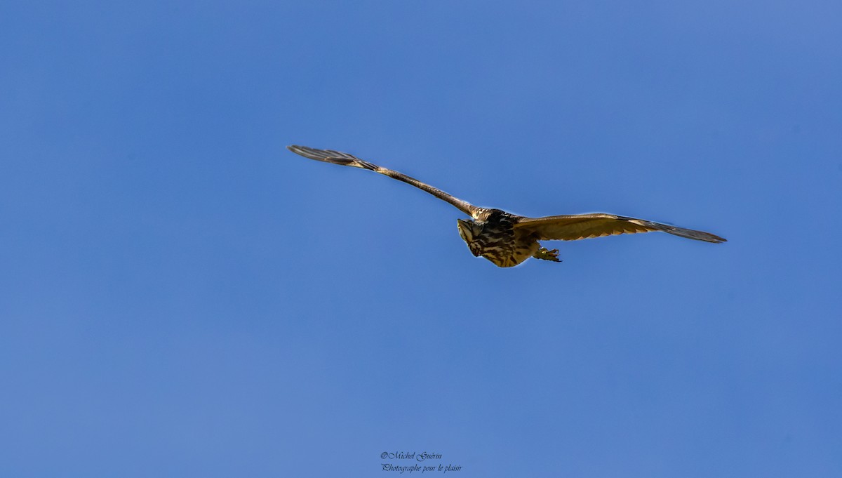 American Bittern - ML446012731