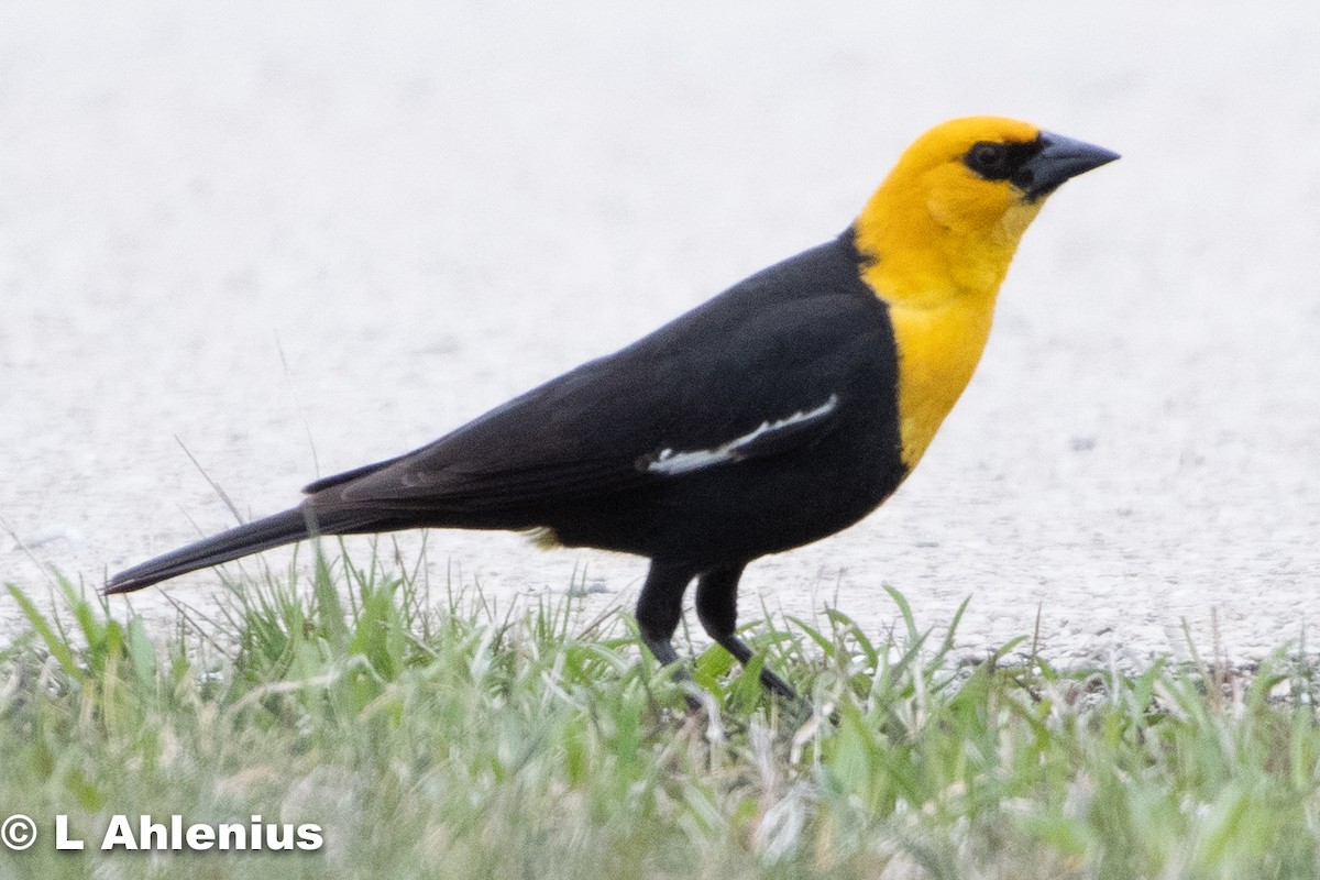 Yellow-headed Blackbird - ML446012821