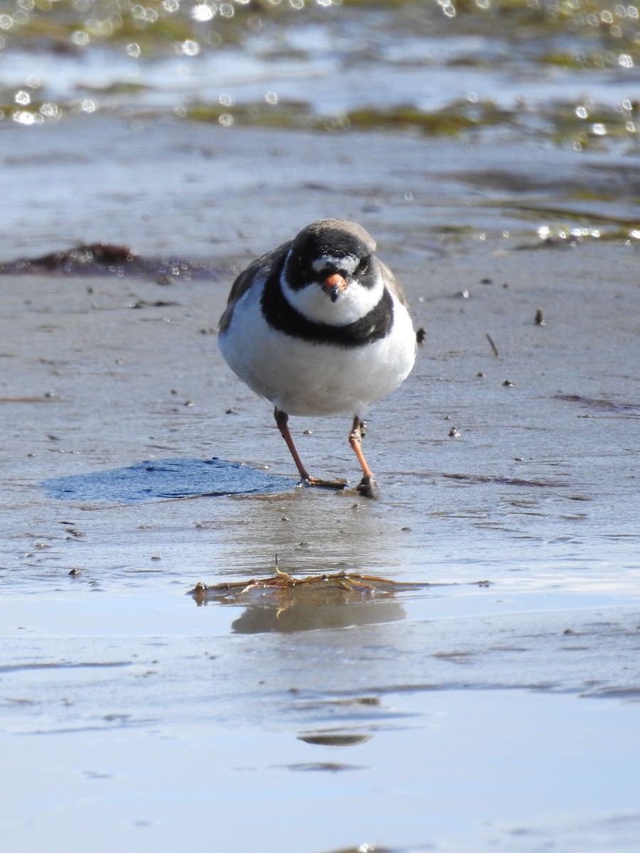 Semipalmated Plover - ML446013821