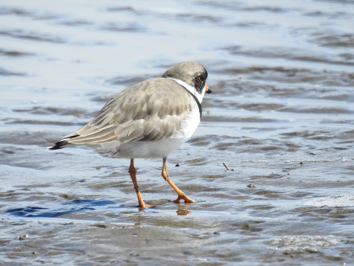 Semipalmated Plover - ML446013861