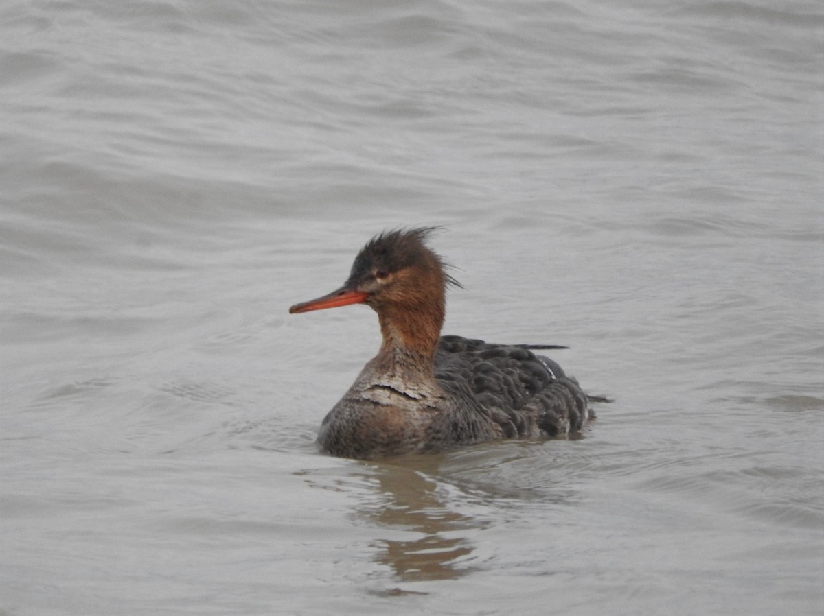 Red-breasted Merganser - ML446014031