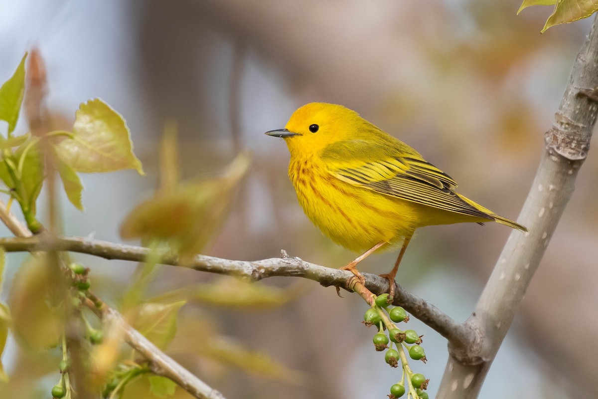 Yellow Warbler (Northern) - ML446014461