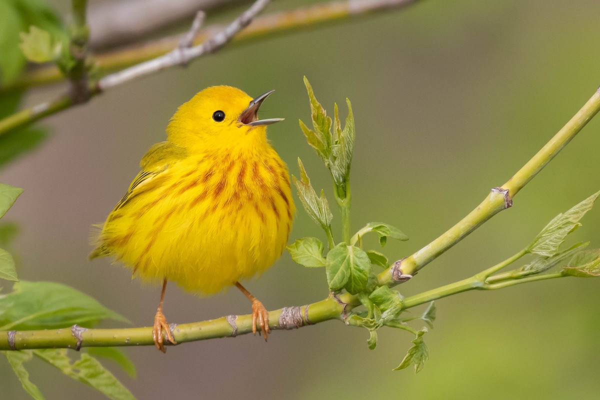 Yellow Warbler (Northern) - ML446014631