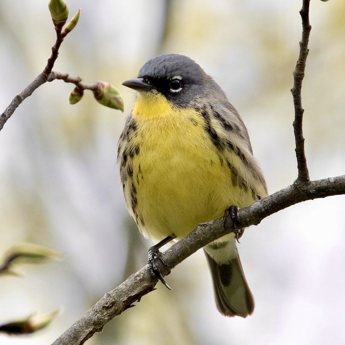 Kirtland's Warbler - ML446015341