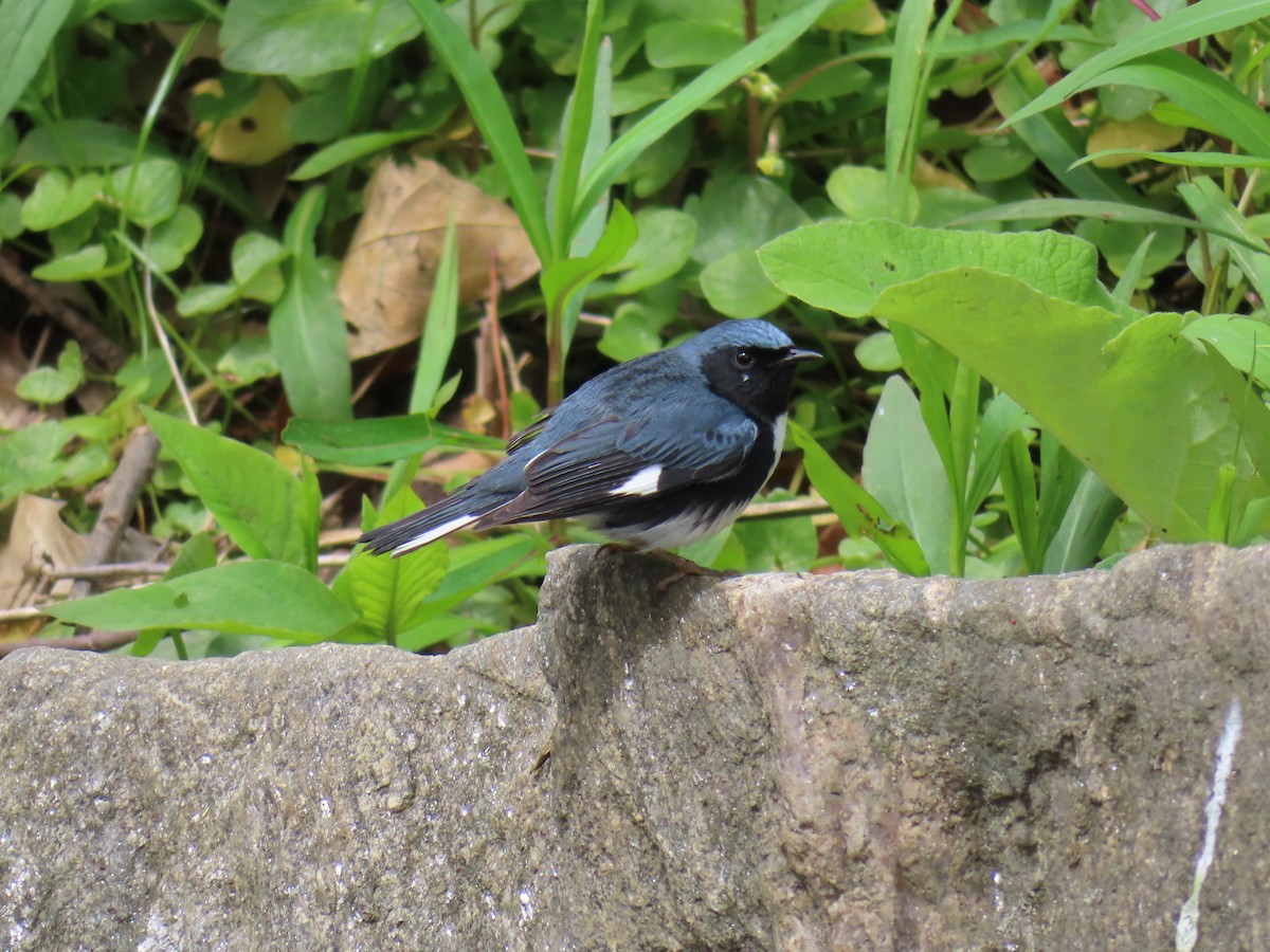 Black-throated Blue Warbler - ML446015531
