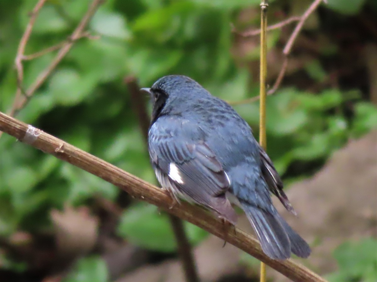 Black-throated Blue Warbler - ML446016661