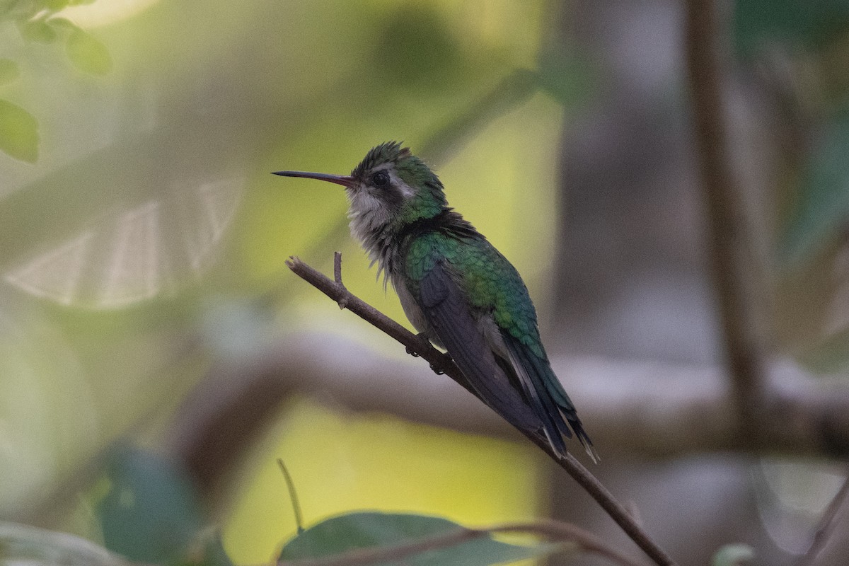 kolibřík cozumelský - ML446017161