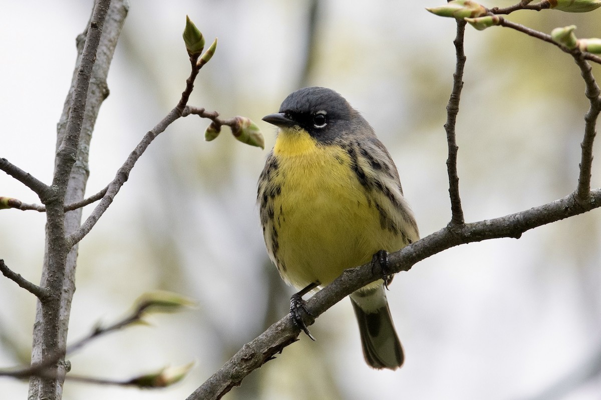 Kirtland's Warbler - ML446017291