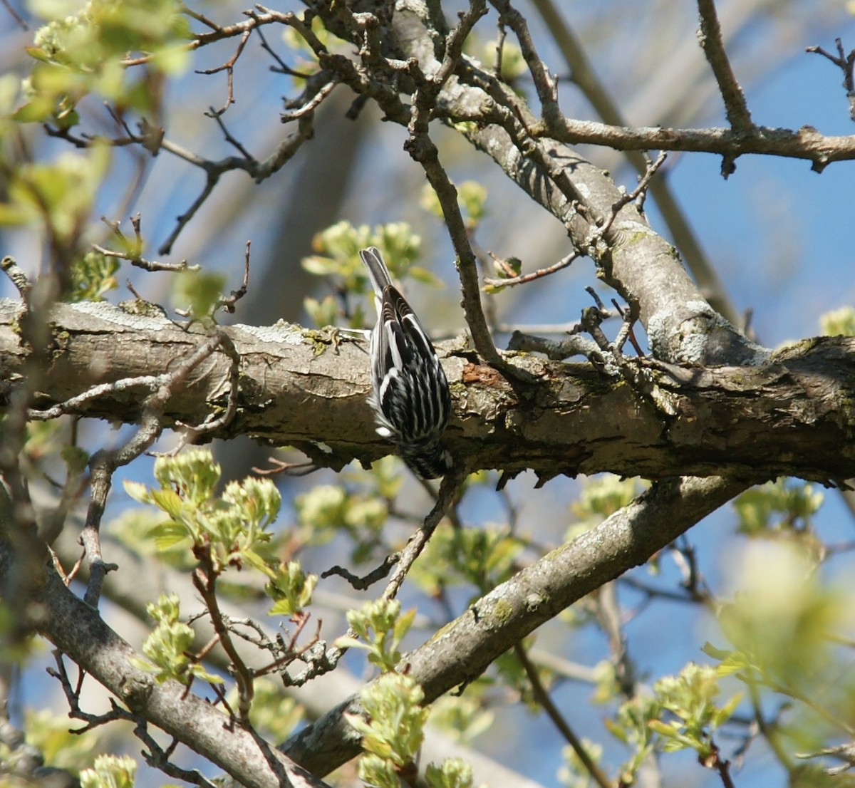 Black-and-white Warbler - ML446017851