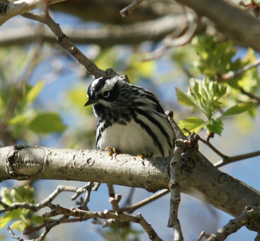 Black-and-white Warbler - ML446017911