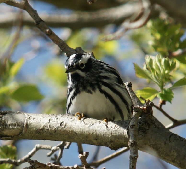Black-and-white Warbler - ML446017921