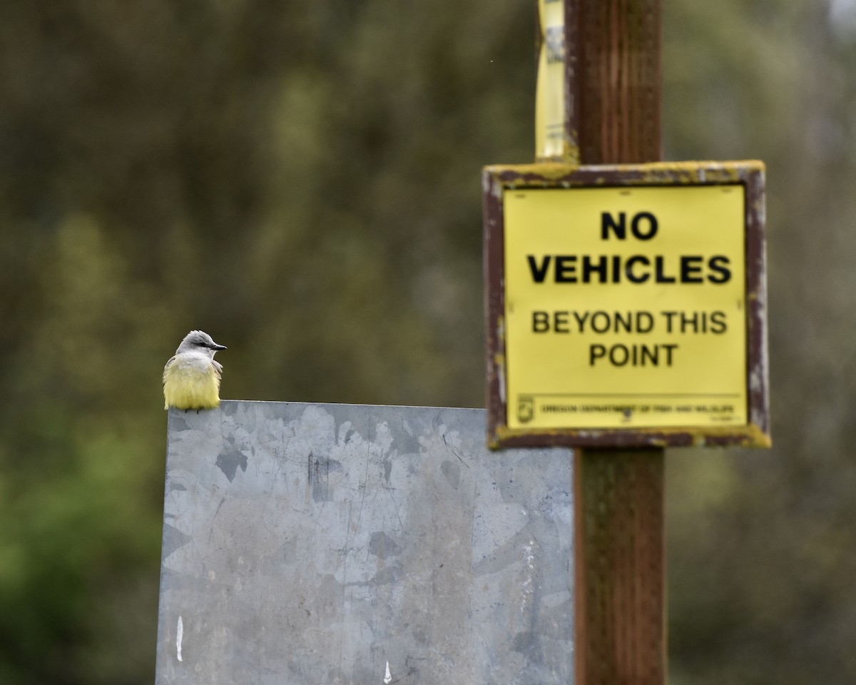 Western Kingbird - ML446018091