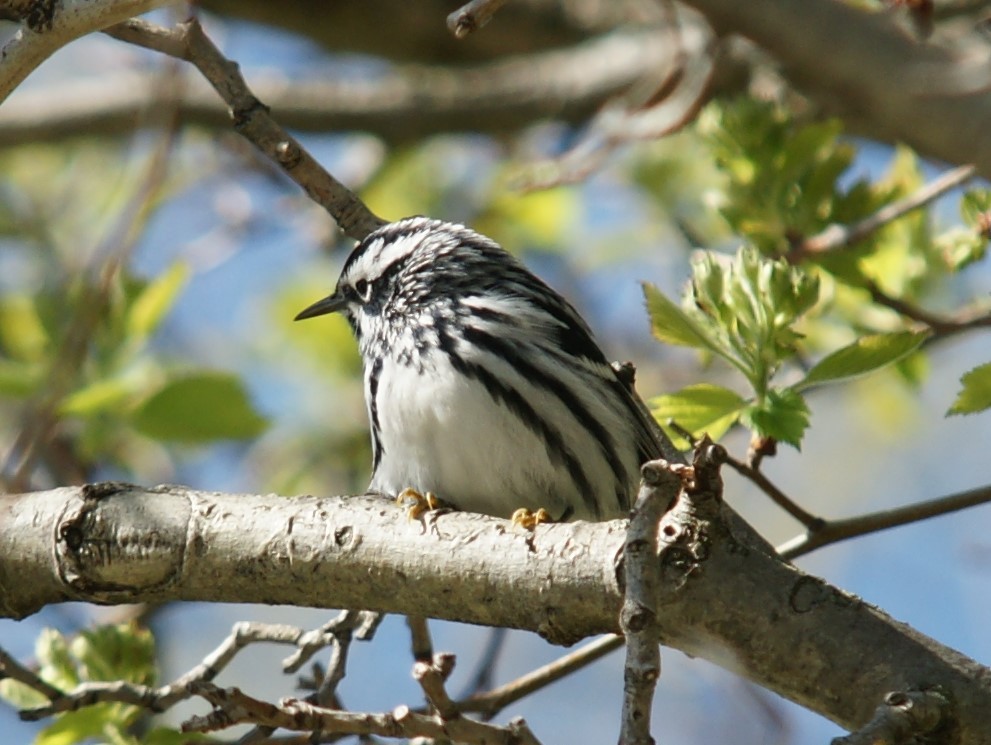 Black-and-white Warbler - ML446018101