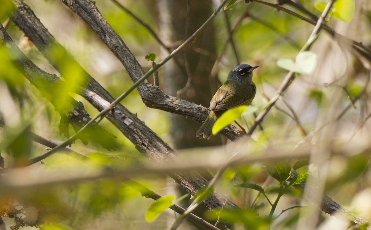 MacGillivray's Warbler - Oveth Fuentes