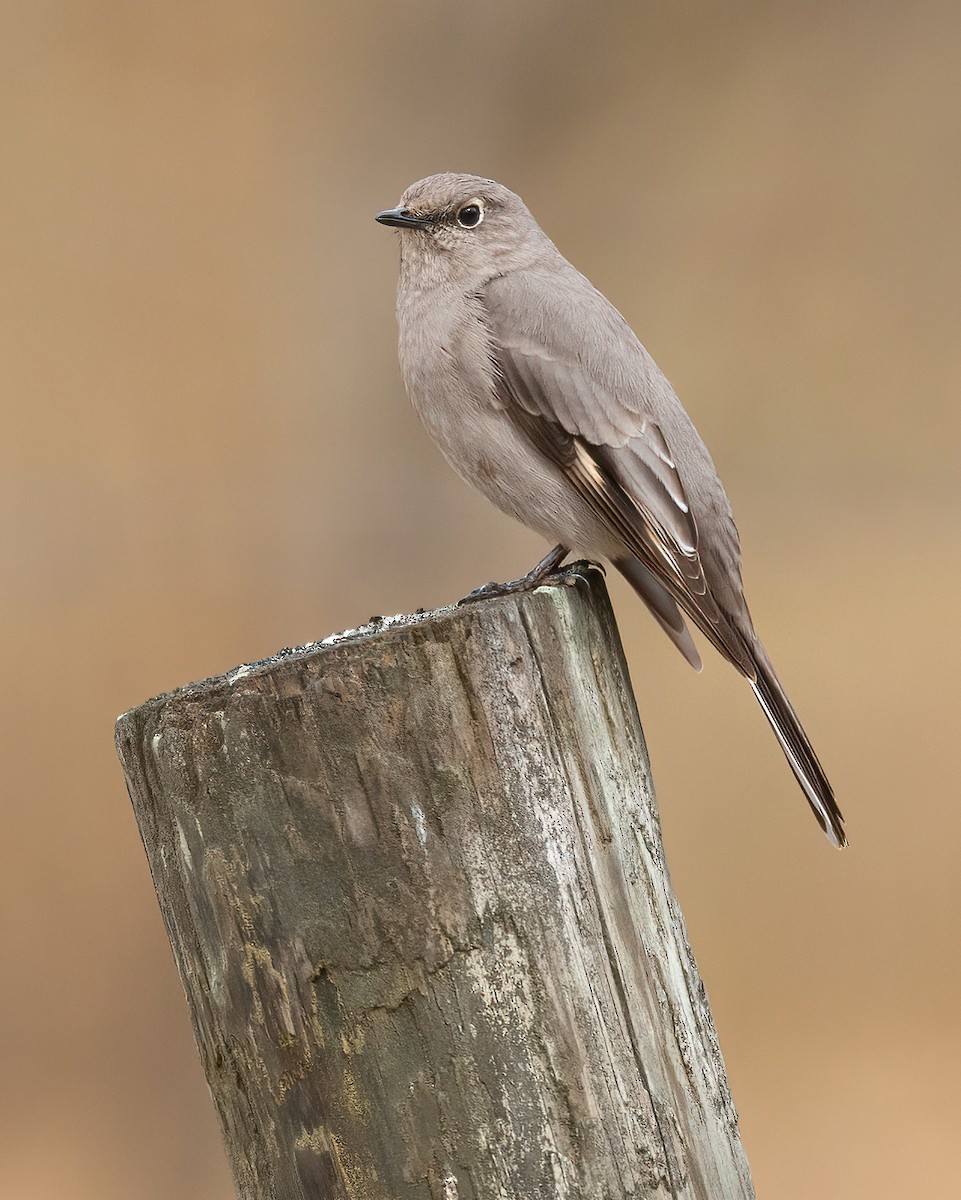 Townsend's Solitaire - Jeff Dyck